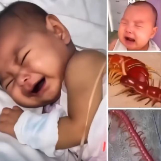 Never EVER kill a house centipede again😱😱. I had no idea…