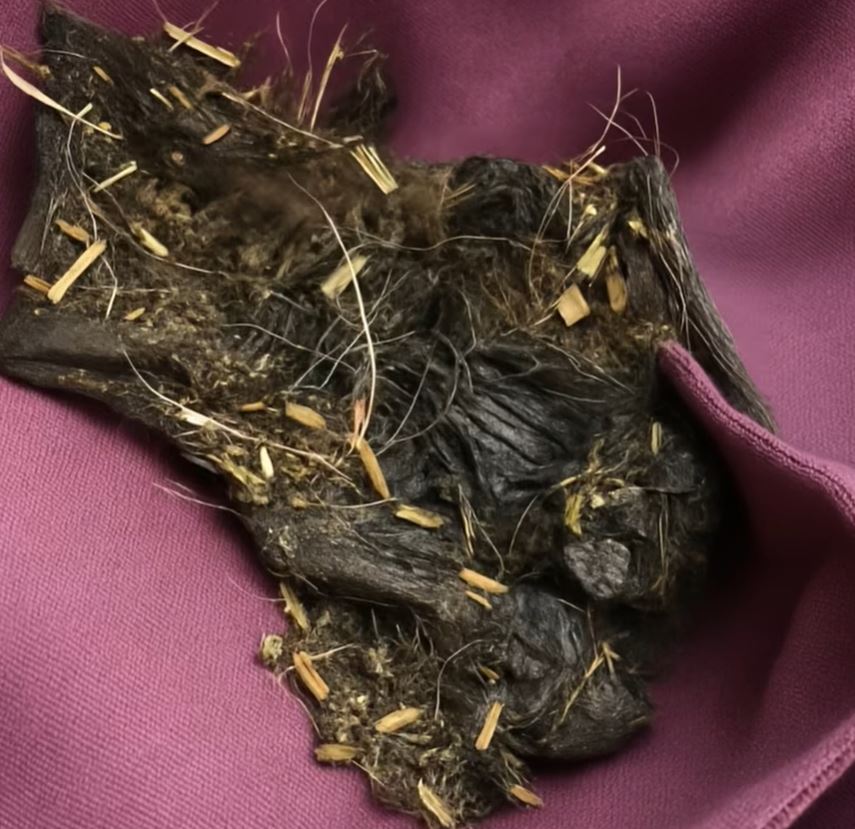 The tangled phenomenon found in the barn did not simply demand sympathy, but revealed a deep secret connection that changed the evening.