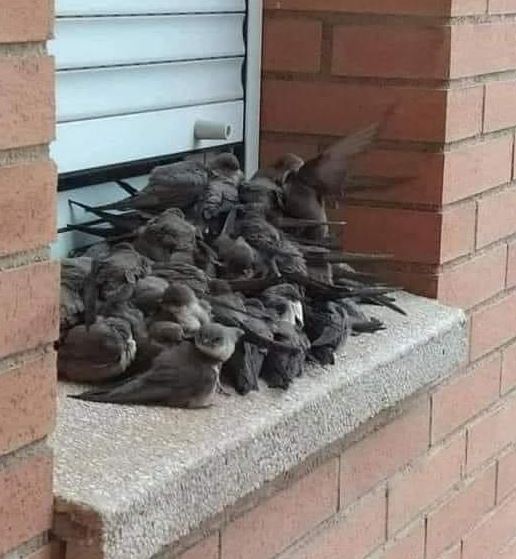 The Man Who Fed a Raven Every Day—And the Unexpected Gift It Returned a Year Later