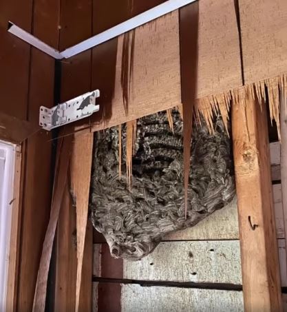 Strange noises from the wall of our bedroom: my husband decided to tear down the wall – and discovered something horrifying