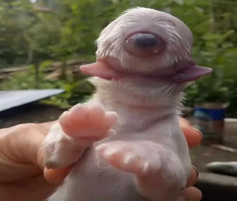 I was walking home when I heard an unexpected sound; I approached and saw a strange creature, I didn’t understand if it was alive or a toy, but the truth shocked me