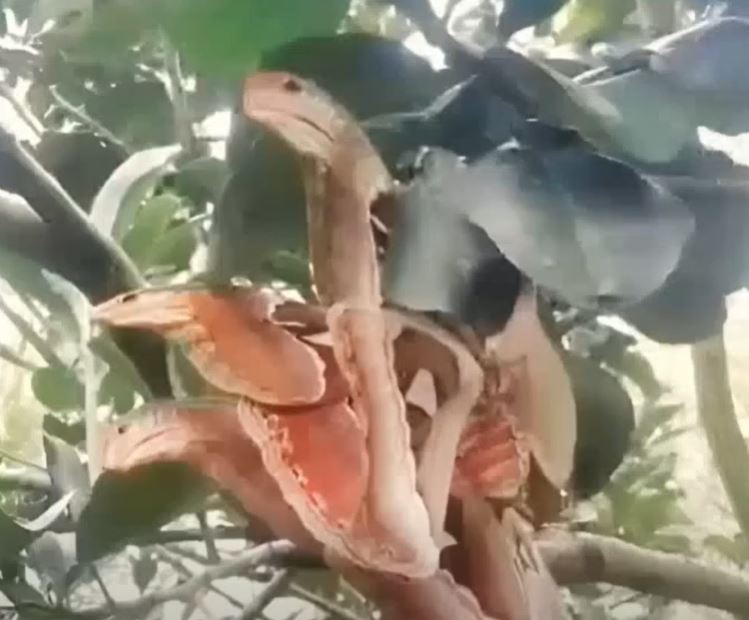 At first I thought I saw snakes in the tree. It was only after looking closer that I realized how wrong I was.