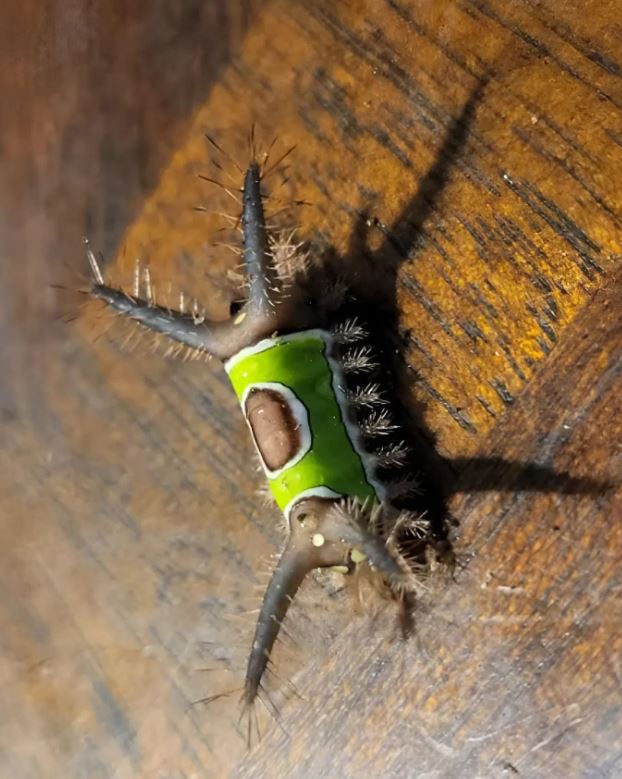 The Little ‘Leaf’ on My Floor That Made Me Stop and Think