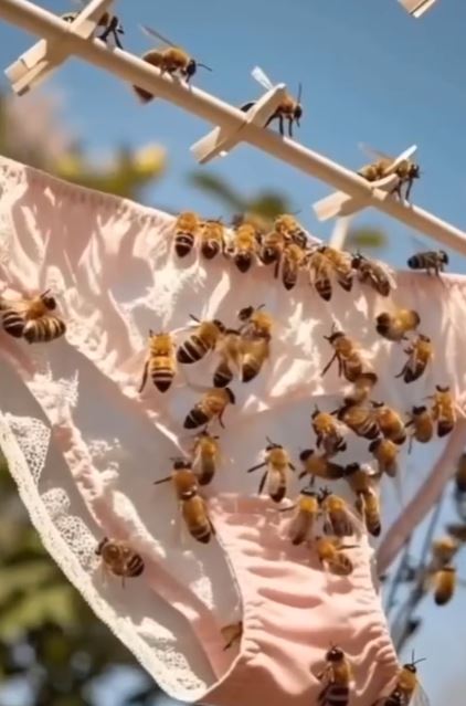 Why Bees Might Be Attracted to Clothes Hung Outdoors