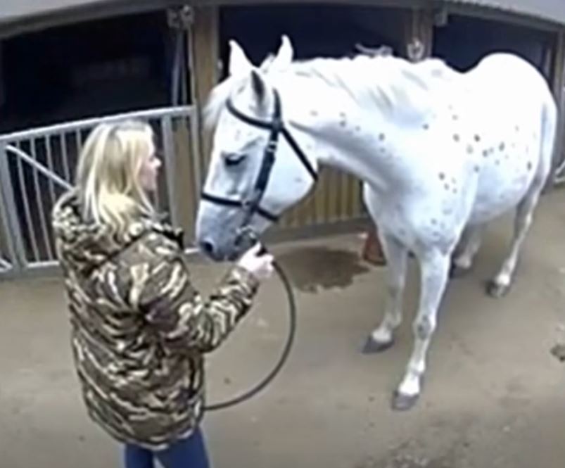 Everyone Ignored the Injured White Horse — Until a Woman in a Worn Marine Jacket Walked Up and Asked a Single Question