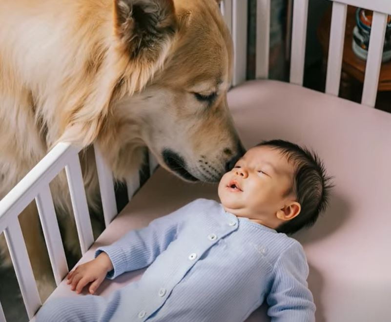 The dog stood motionless beside the newborn, and we did not understand why. We thought it was just watching him… until at the last moment we saw something that froze us in place.