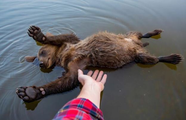 I pulled the small body of a bear cub out of the water, but what happened to me shortly after was a real shock