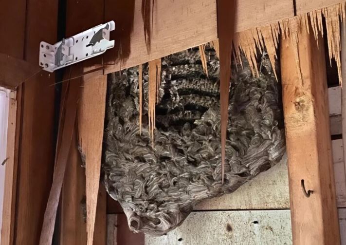 Strange noises from the wall of our bedroom: my husband decided to tear down the wall – and discovered something horrifying