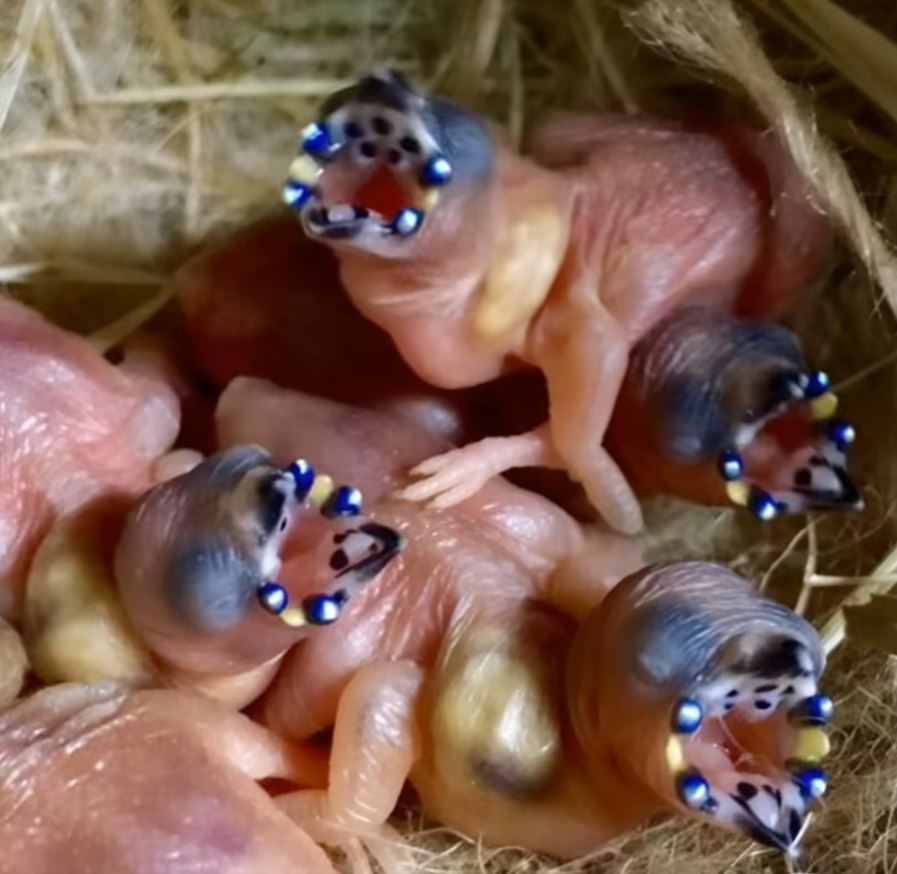 I entered the barn… and encountered fragile and unexpected chickens. When I discovered their secret, I was completely stunned.
