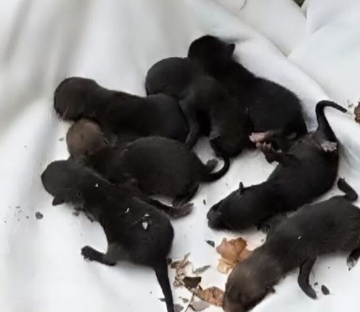 Firefighters rescued 8 puppies from a manhole: shortly after they discovered they were not puppies