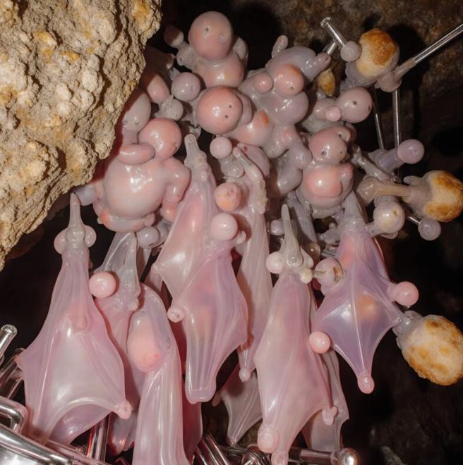 My husband and I discovered strange pink bodies under the roof of our house, and we froze what we found on the spot.