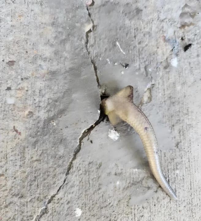 The woman noticed something moving on the concrete veranda; at first, she suspected it was a snake, but when she got closer, she was terrified by what she saw.