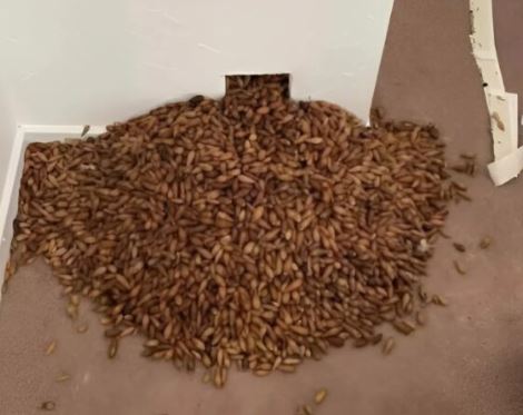 Unusual sounds were heard coming from the walls of the house… what they found inside shocked everyone.