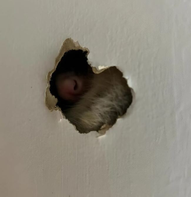 In the evening, while watching TV, we heard strange sounds coming from a hole in the wall, a small pink nose appeared, and we were terrified of what it was.