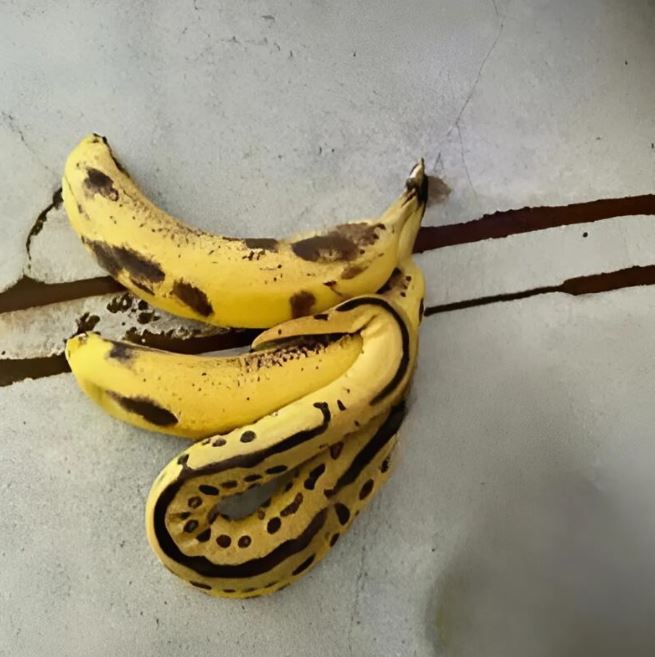 I opened the bunch of juicy yellow bananas with sweet anticipation… but inside was a terrifying discovery.