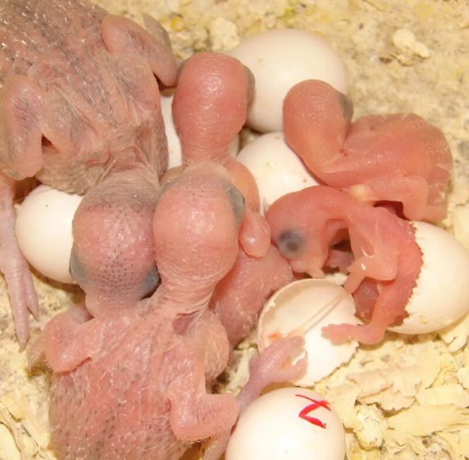 When I went to the barn, I encountered strange birds, and when I learned what they really were, I was shocked