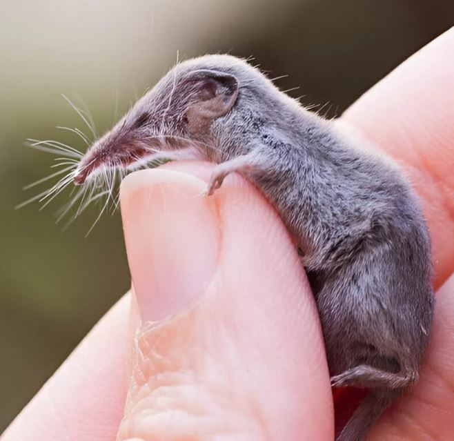 My husband discovered a tiny creature near our house. Initially, he assumed it was a mouse, but upon closer inspection, he realized it was an unfamiliar animal, unlike anything he had seen before.