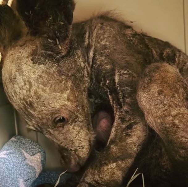 Lack bears are amazing creatures.