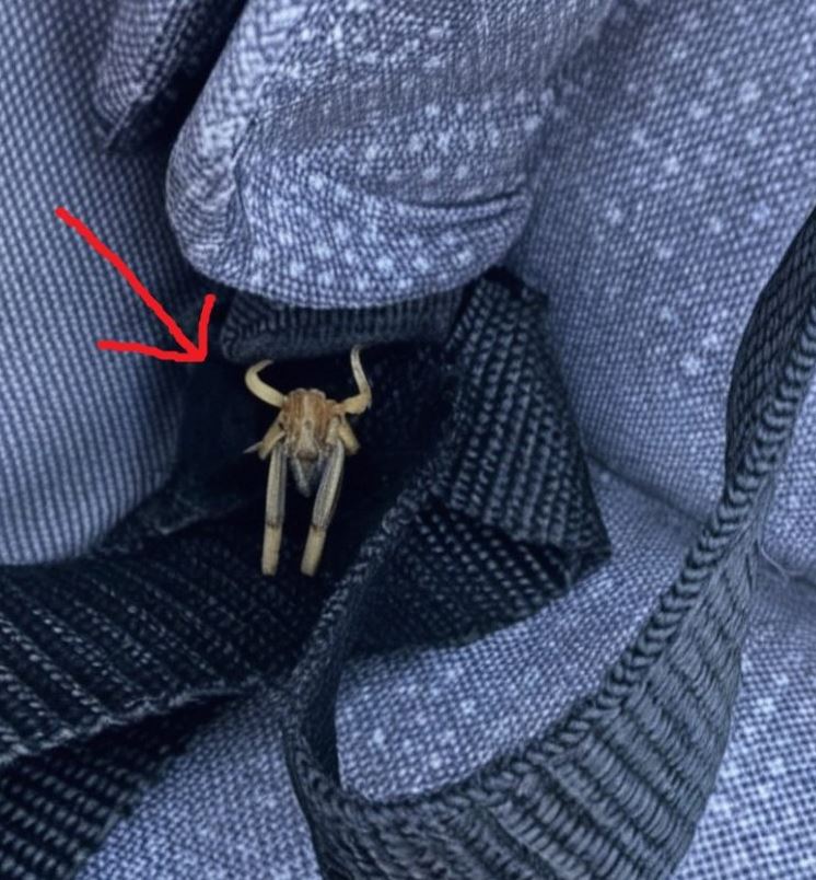 What Are These Creepy Things Covering My Car? The Shocking Answer…