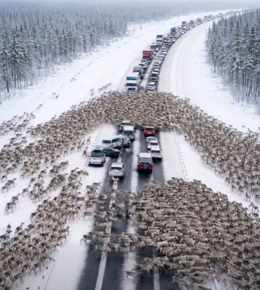 Thousands of Deer Stopped Traffic on Christmas — What They Were Running From Left Drivers Frozen