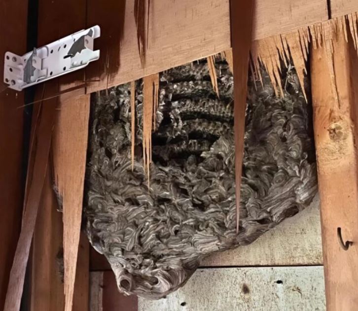 Strange noises from the wall of our bedroom: my husband decided to tear down the wall – and discovered something horrifying