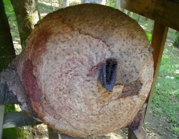 When we climbed onto the roof of an old house to investigate strange noises, we discovered a huge structure there that had been hidden from our lives forever, and what it was will surprise you.