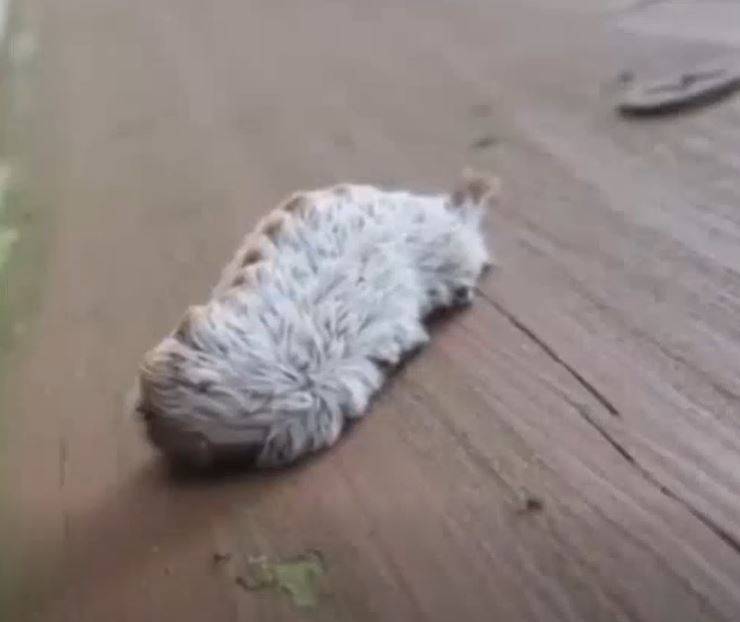 A Strange Furry Creature on a Park Bench Leaves Families Both Fascinated and Cautious