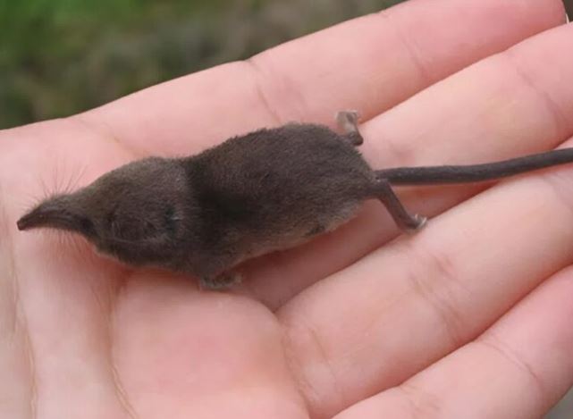 My husband discovered a tiny creature near our house. Initially, he assumed it was a mouse, but upon closer inspection, he realized it was an unfamiliar animal, unlike anything he had seen before.