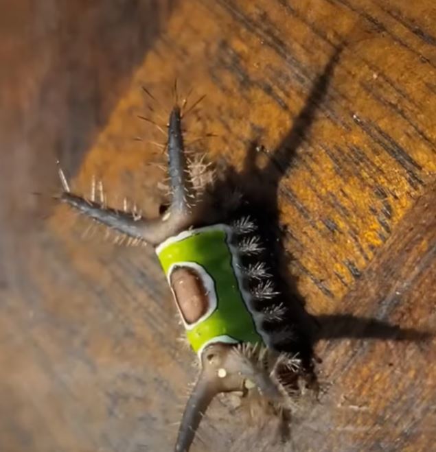 The Little ‘Leaf’ on My Floor That Made Me Stop and Think