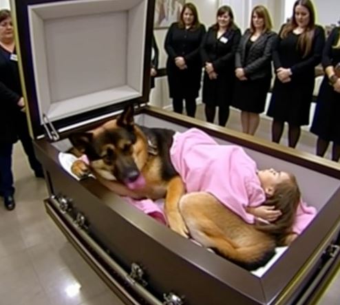 A German Shepherd refused to leave a little girl’s coffin—what happened next stunned everyone. The funeral