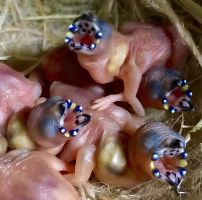 I entered the barn… and encountered unexpected, fragile chicks. When I realized their secret, I was completely shocked