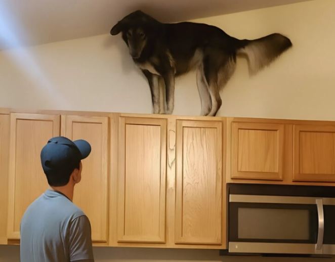 Lately, my dog kept climbing onto the top kitchen cabinets and growling loudly — at first, I thought he’d gone mad, until I realized what he was barking at