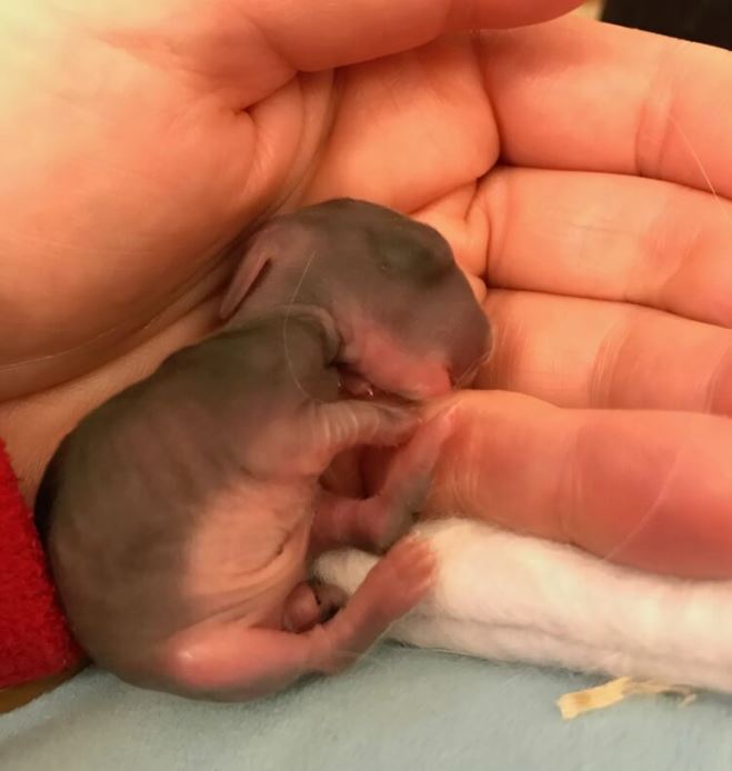 I found a pup in our garden and couldn’t leave it without helping. But when it grew up, I was in shock to find out what kind of animal it was.