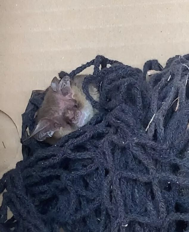 The homeowner notices a hairy head sticking out of a pile of nets in his yard. Here’s what it was.