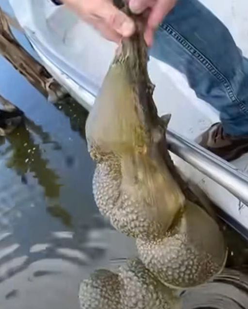 Scientists Identify Mysterious Jelly-Like Blobs in Oklahoma Lake as Ancient, Harmless Organisms