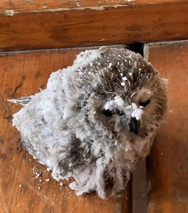 The interns find the little animal with its eyes «frozen closed» and pull it out of the snow. This is what it was.