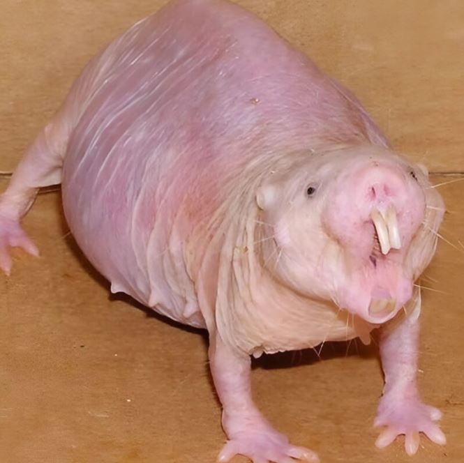 I found this animal near our front door. At first it looked like a mouse, but when I looked closer, I was terrified.