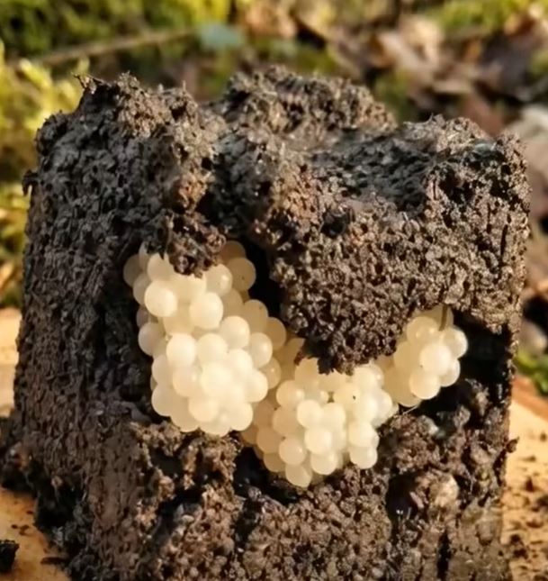 What I Found in My Garden Looked Like Pearls and Then I Realized What It Really Was