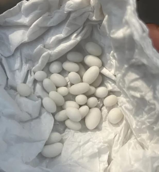 I found strange white balls in my 15-year-old son’s backpack. He says they’re just candy, but I don’t believe him, and here’s what it is.