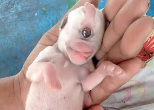 I was walking home when I heard an unexpected sound; I approached and saw a strange creature, I didn’t understand if it was alive or a toy, but the truth shocked me