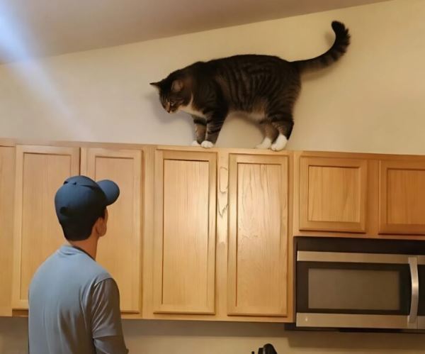 Recently, my cat has been constantly climbing up the upper cabinets in the kitchen and growling loudly. At first, I thought he was confused, until I realized what he was barking at.