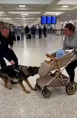My Police Dog Attacked A Baby Stroller