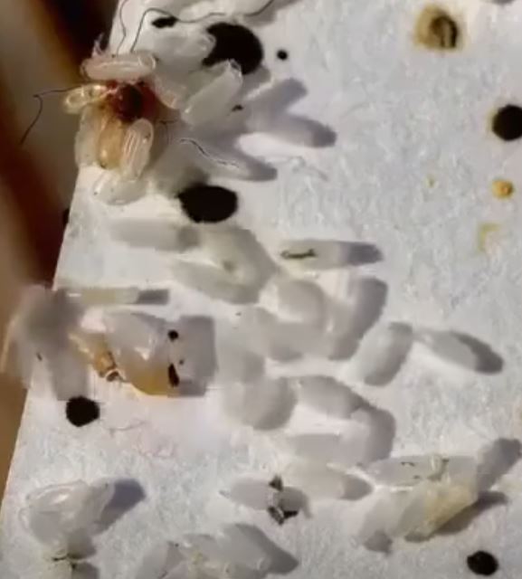 At first, I thought it was rice, but it turned out to be something else entirely