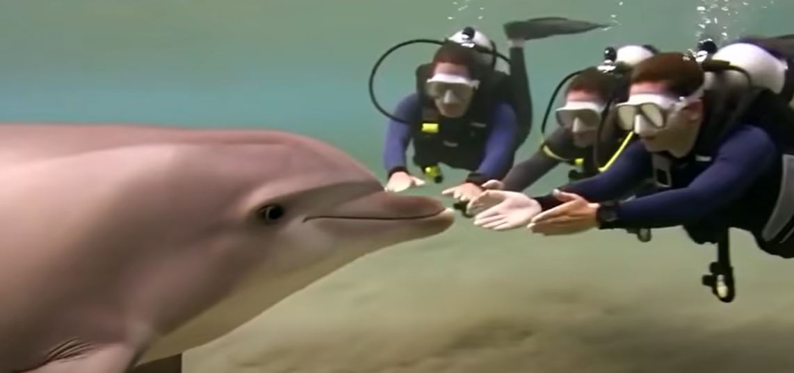 Mysterious dolphin approaches divers and then something miraculous happens