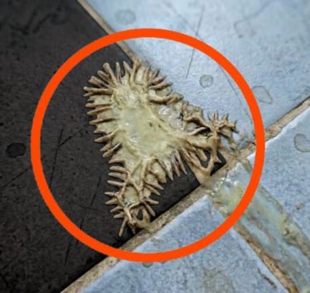 I found this in my girlfriend’s bathroom. We’ve been looking at it for an hour and still can’t figure out what it is.