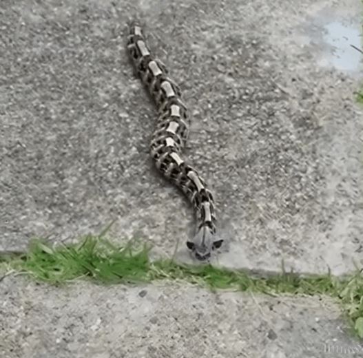 I Spotted Something in the Yard This Morning – What I Found Was Unexpected