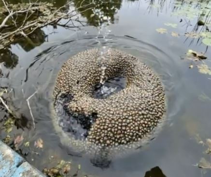 I Spotted Something Strange in a Village Lake — and Couldn’t Look Away