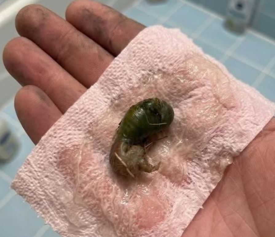 An Unusual Find on the Bathroom Floor Turned Into a Surprising Lesson About Nature